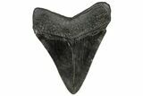 Fossil Megalodon Tooth - South Carolina #301818-1